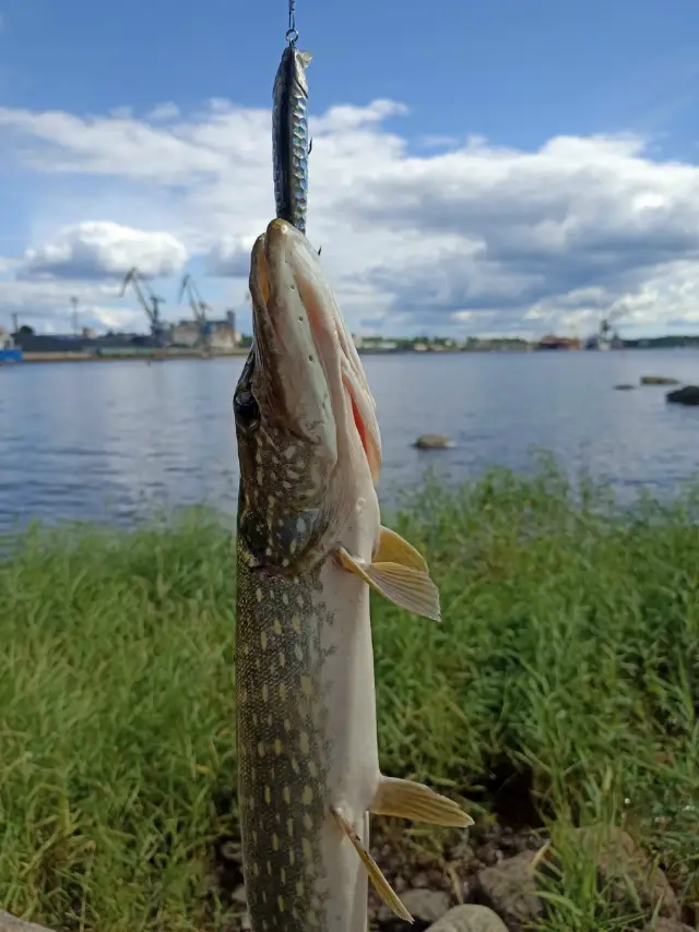 Выборгский залив