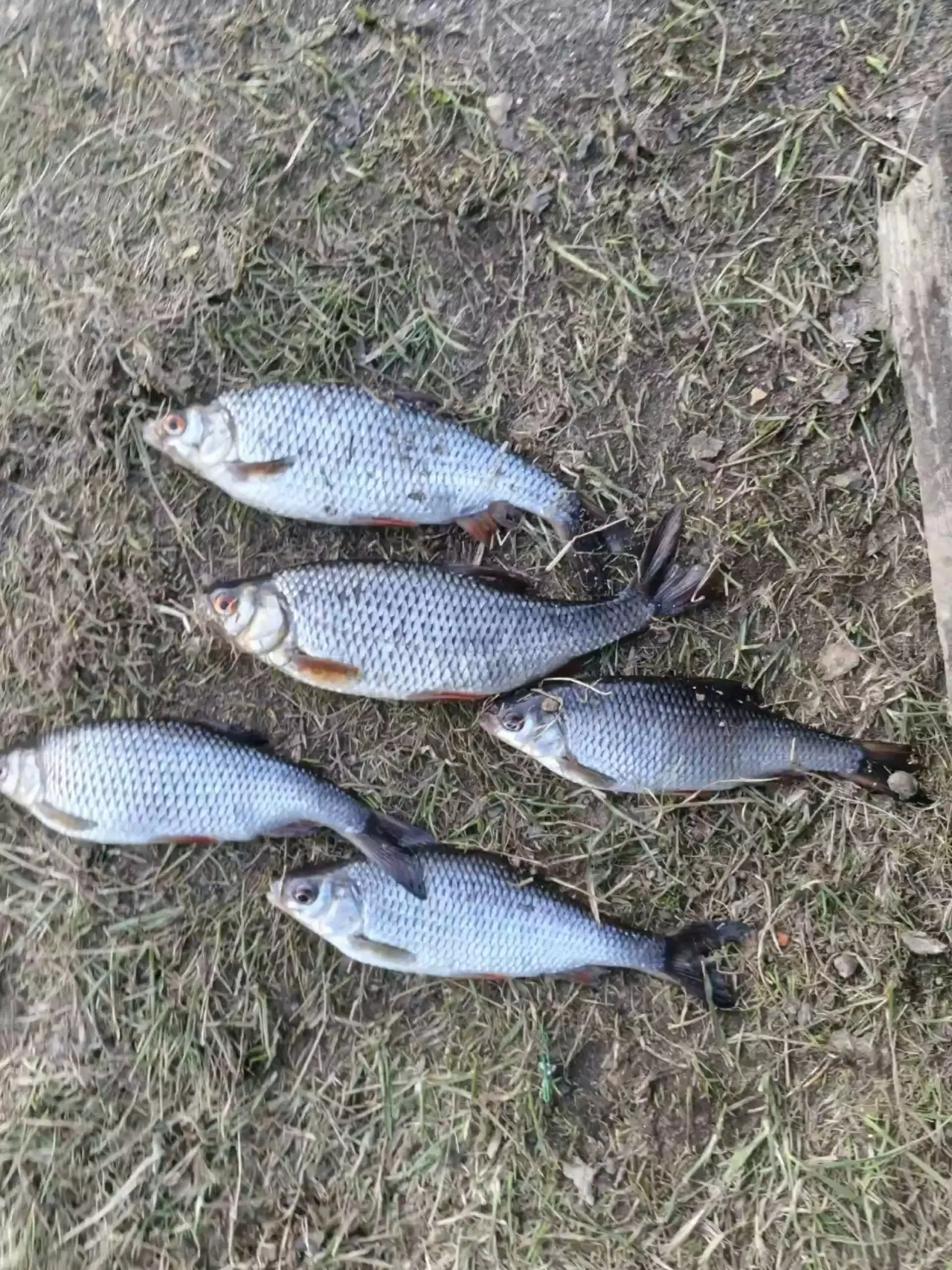 Река Рощинка