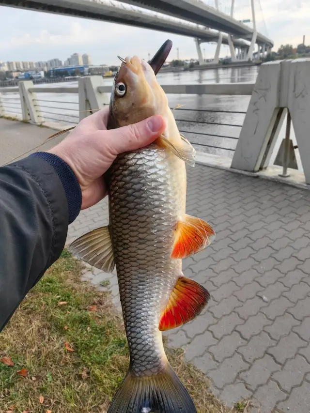 Река Нева