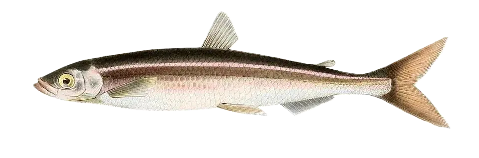 Корюшка на Неве