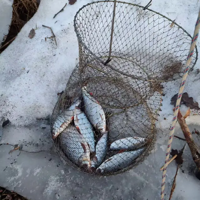 Река Нева, Усть-Ижора