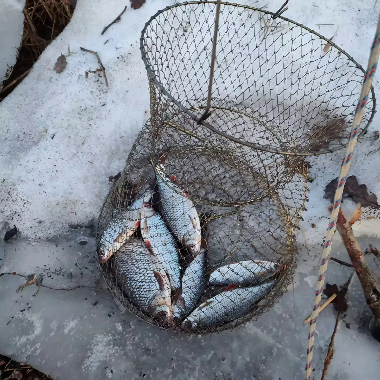 Река Нева, Усть-Ижора